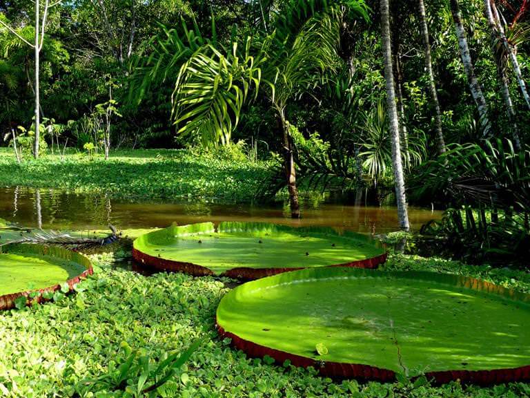 amazon-nehri