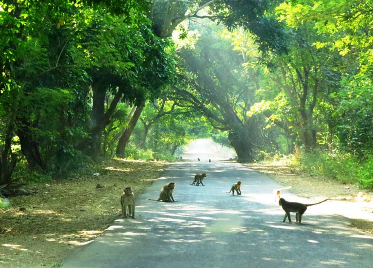 Sanjay Gandhi National Park, Mumbai: How To Reach, Best Time & Tips